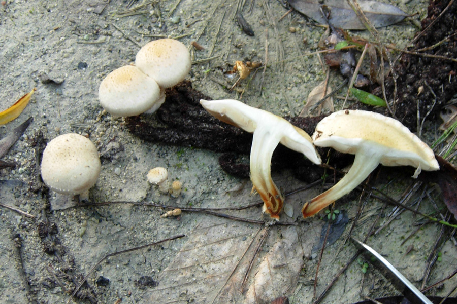 Pu essere Cystolepiota ? (cfr. Pholiota gummosa)